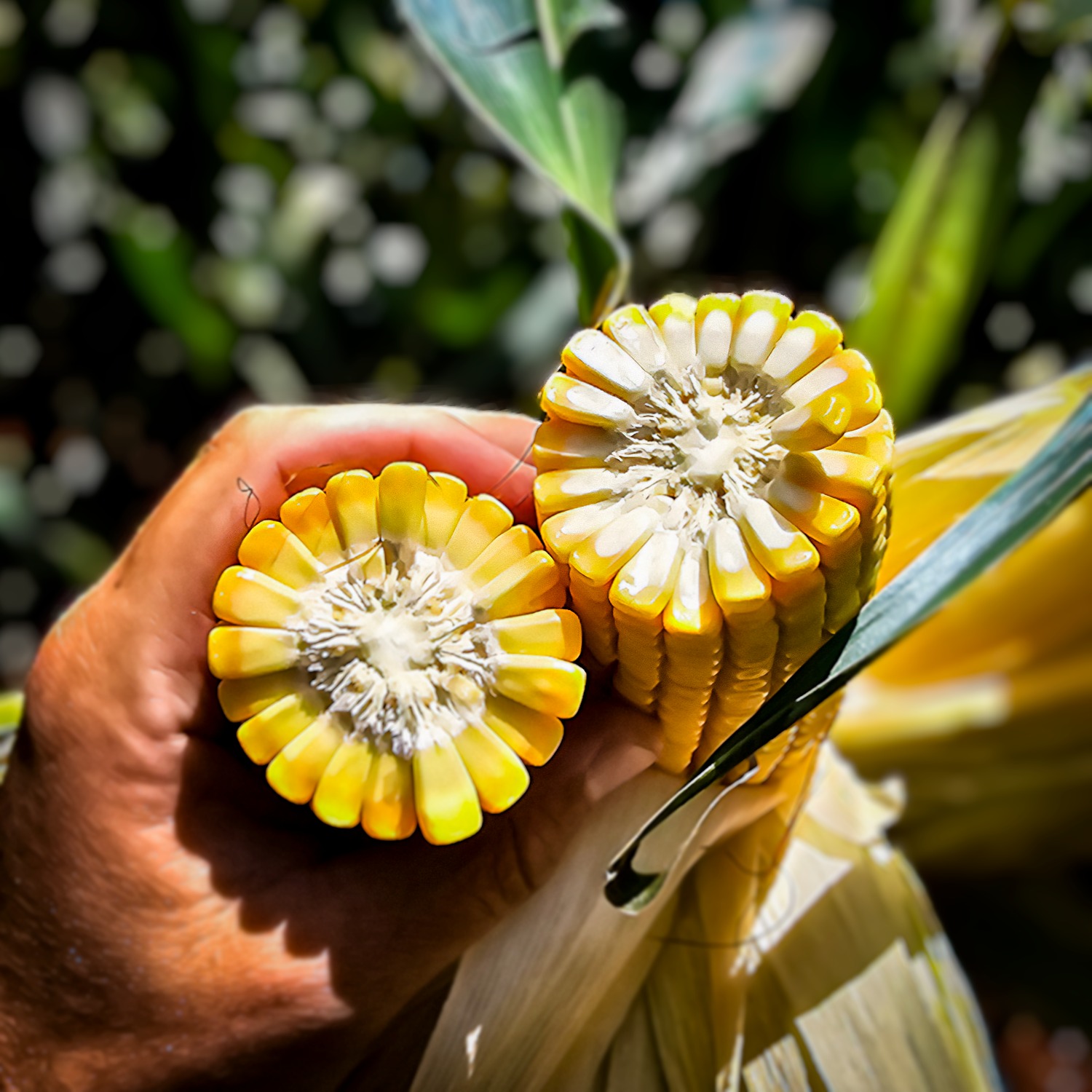 Expans O De Solu Es Biol Gicas Ganha For A Na Agricultura Sempre Agtech