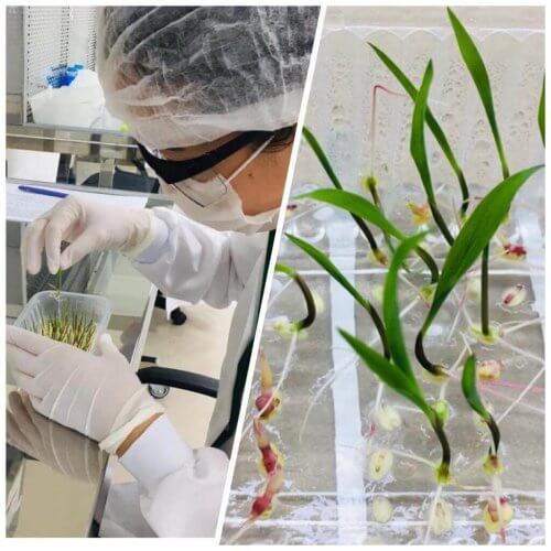 Pesquisa irá criar biodefensivos de uso tópico para controle de plantas daninhas, insetos-praga e doenças para as principais culturas agrícolas