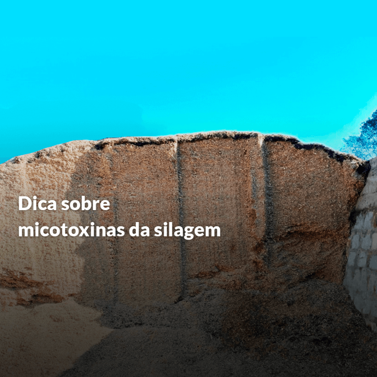 Dica sobre micotoxinas da silagem.