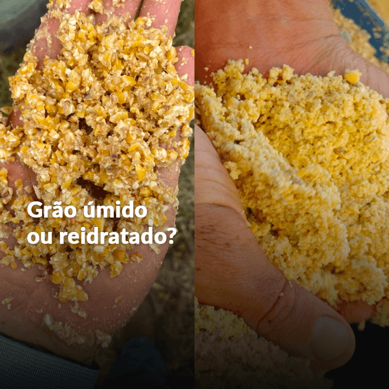 Grão reidratado ou grão úmido?