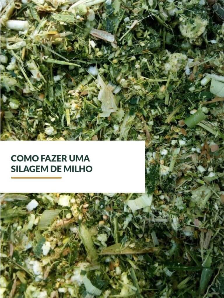 Como fazer uma silagem de milho