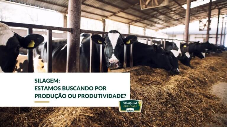 Silagem: estamos buscando por produção ou produtividade?