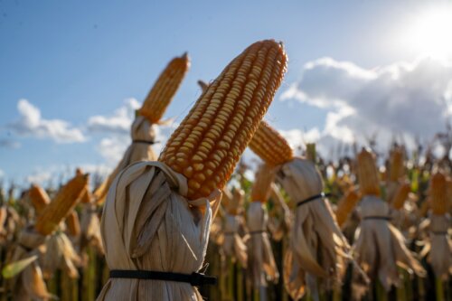 Sempre AgTech apresenta ao mercado novos híbridos de milho