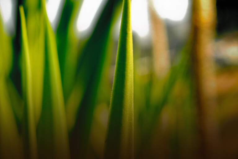 Uma Nova Revolução Verde: transpondo barreiras do agronegócio.