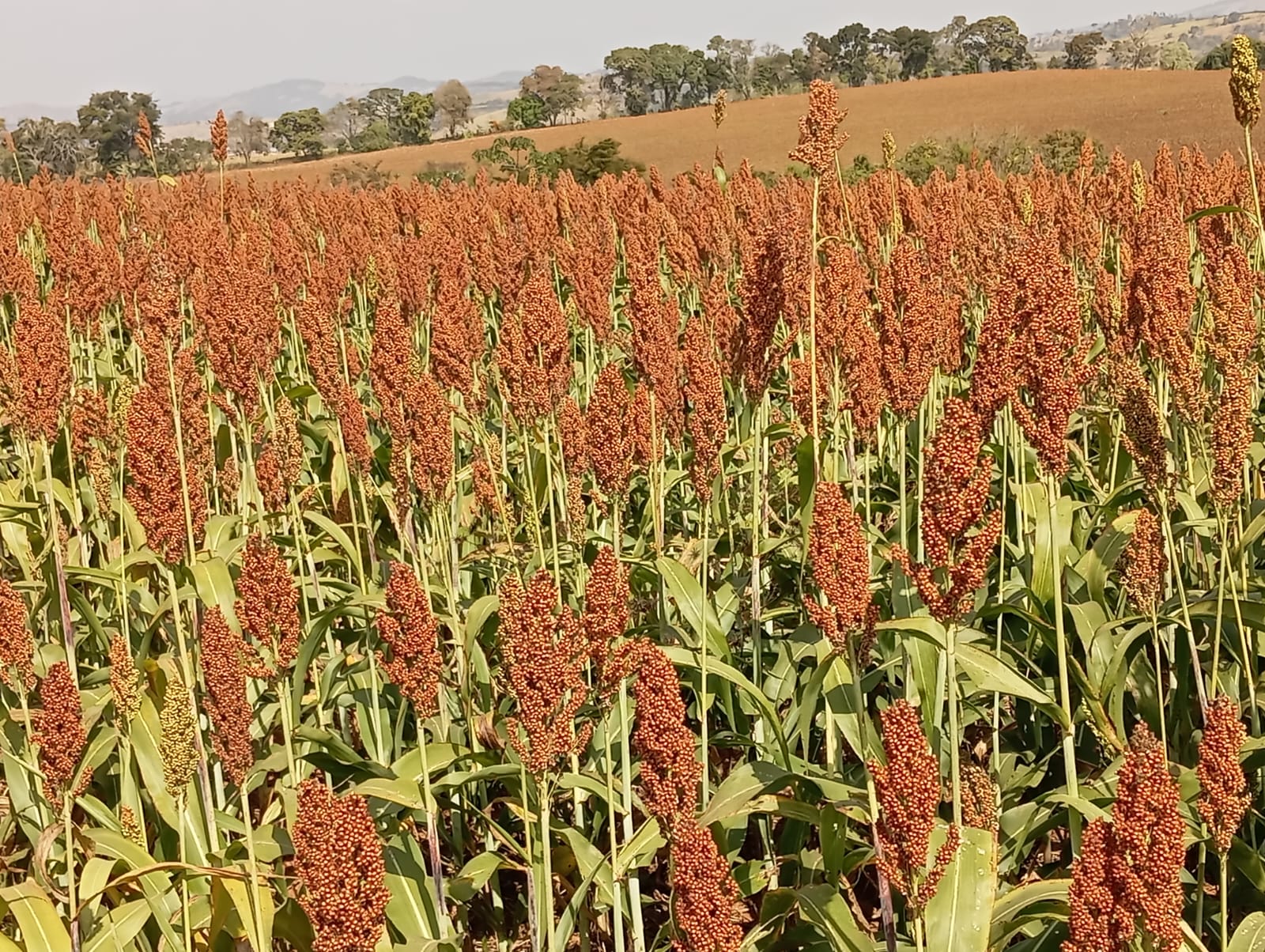 Colheita Sorgo S65G25 Alta Produtividade